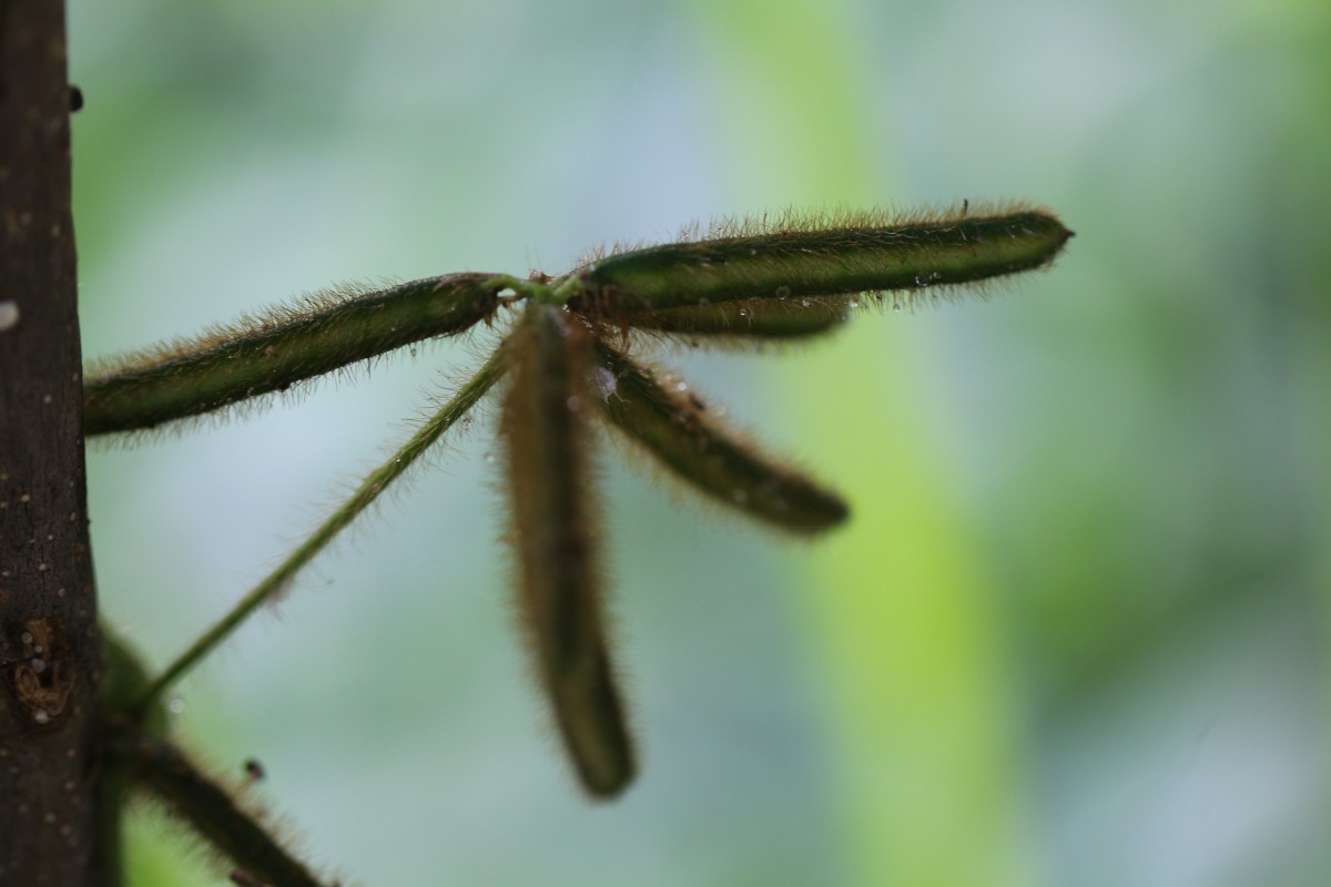 Calopogonium mucunoides Desv.